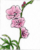 checkerbloom