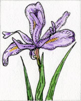 iris