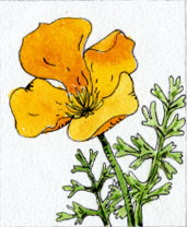 california poppy