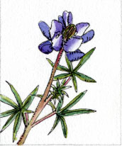 sky lupine